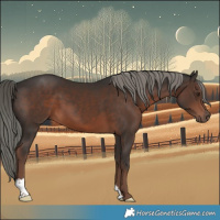 Horse Color:Liver Chestnut Mushroom 
