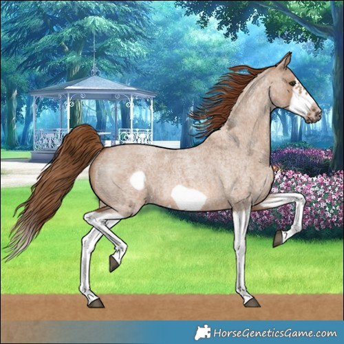 Horse Color:Red Dun Roan Splash Frame Rabicano 