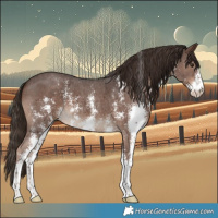 Horse Color:Liver Chestnut Sabino 