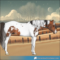 Horse Color:White Spotted Bay Tobiano 