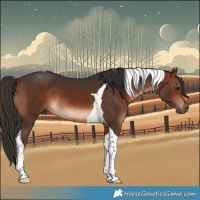 Horse Color:Bay Tobiano 