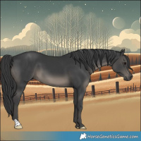 Horse Color:Black 