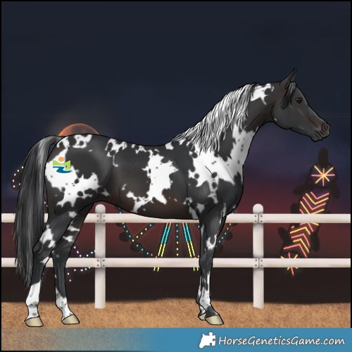 Horse Color:White Spotted Brown 