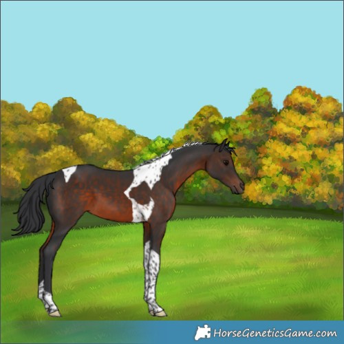 Horse Color:Brown Tobiano 