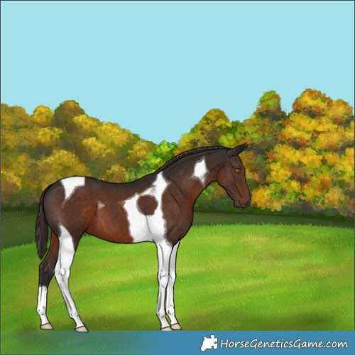 Horse Color:Liver Chestnut Tobiano 