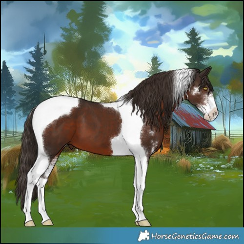Horse Color:Liver Chestnut Sabino Tobiano 
