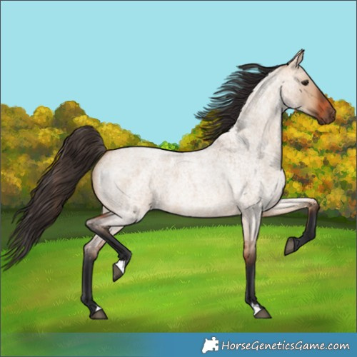 Horse Color:Bay Roan Dun 