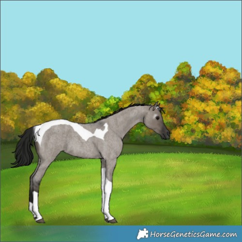 Horse Color:Gray Grullo Roan Tobiano
