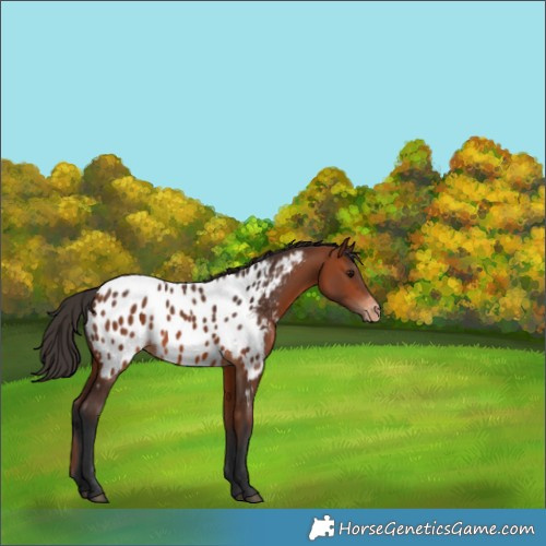 Horse Color:Bay Appaloosa 