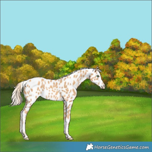 Horse Color:Gold Cream Champagne Appaloosa 