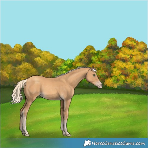 Horse Color:Gold Cream Champagne 