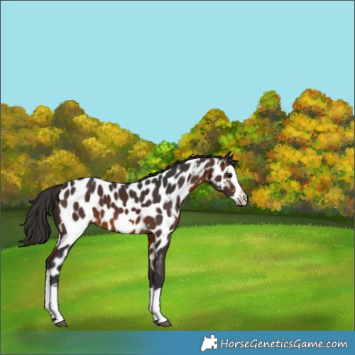 Horse Color:Brown Splash Frame Appaloosa