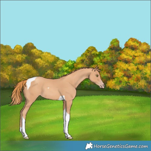 Horse Color:Gold Champagne Tobiano
