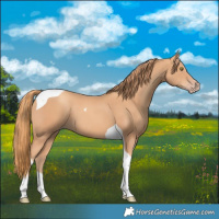 Horse Color:Gold Champagne Tobiano 