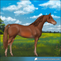 Horse Color:Chestnut 