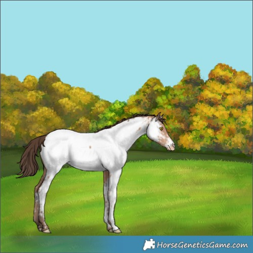 Horse Color:Amber Champagne Appaloosa 