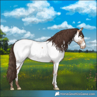 Horse Color:Amber Champagne Appaloosa 