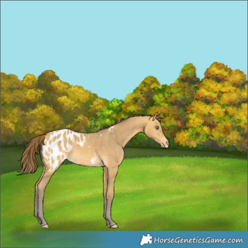Horse Color:Amber Cream Champagne Appaloosa