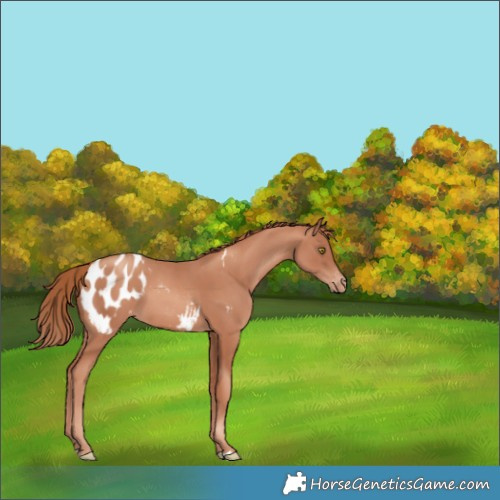 Horse Color:Gold Champagne Appaloosa