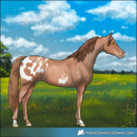Horse Color:Gold Champagne Appaloosa 