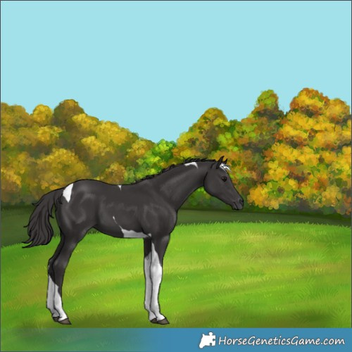 Horse Color:Smoky Black Tobiano