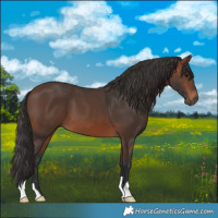 Horse Color:Brown 