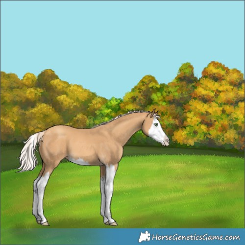 Horse Color:Gold Cream Champagne Splash