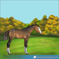 Horse Color:Buckskin Splash