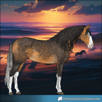 Horse Color:Buckskin Splash 