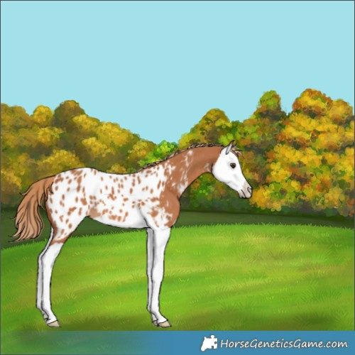 Horse Color:Chestnut Splash Appaloosa 