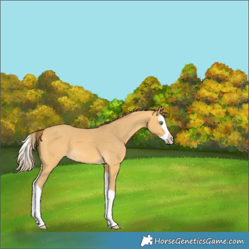 Horse Color:Amber Cream Champagne Splash Appaloosa
