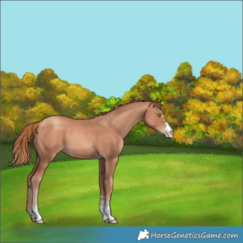 Horse Color:Gold Champagne