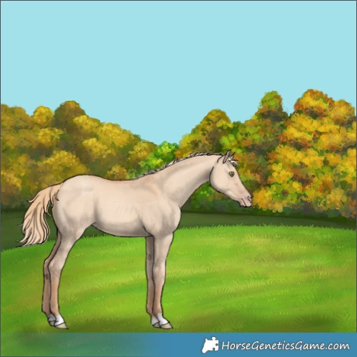 Horse Color:Gold Champagne Dun 