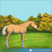 Horse Color:Palomino 