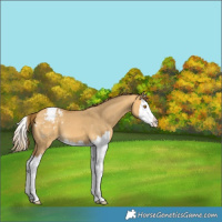Horse Color:Buckskin Dun Splash Appaloosa 