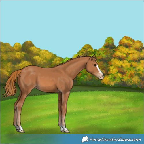 Horse Color:Chestnut Appaloosa