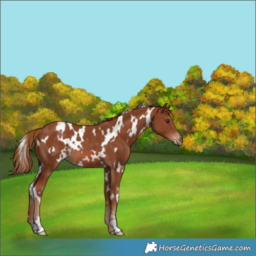 Horse Color:White Spotted Chestnut Rabicano