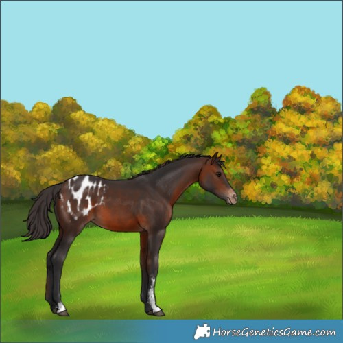 Horse Color:Brown Sabino Appaloosa 