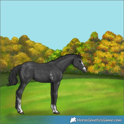 Horse Color:Black Sabino 
