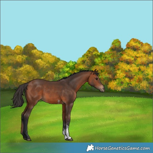 Horse Color:Bay Sabino 