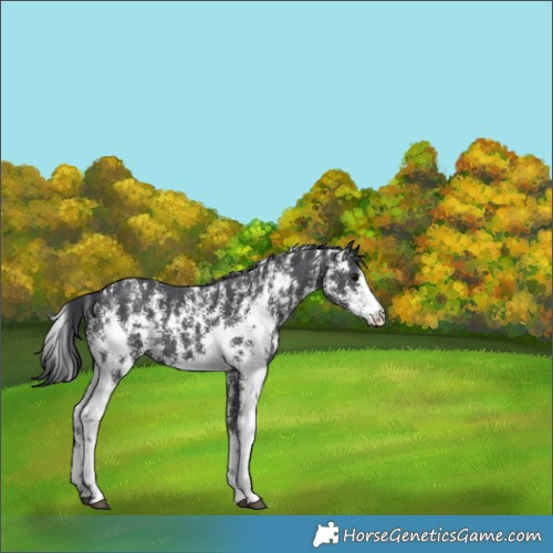 Horse Color:Black Sabino 