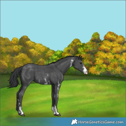 Horse Color:Black Sabino