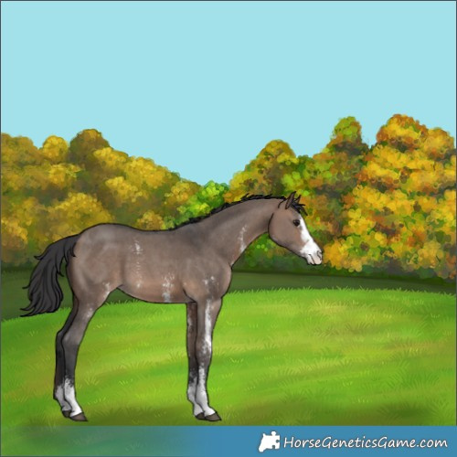 Horse Color:Brown Dun Sabino 