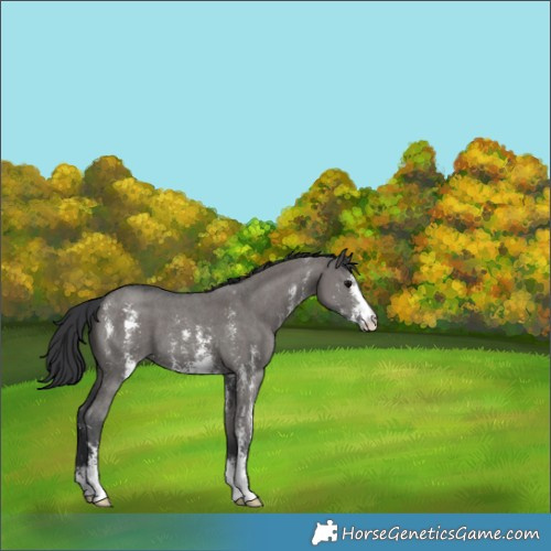 Horse Color:Grullo Sabino
