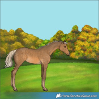 Horse Color:Chocolate Palomino 