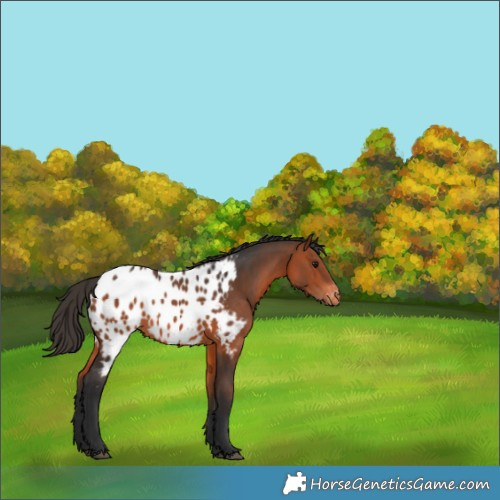Horse Color:Bay Appaloosa 