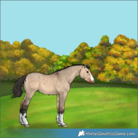 Horse Color:Bay Dun 