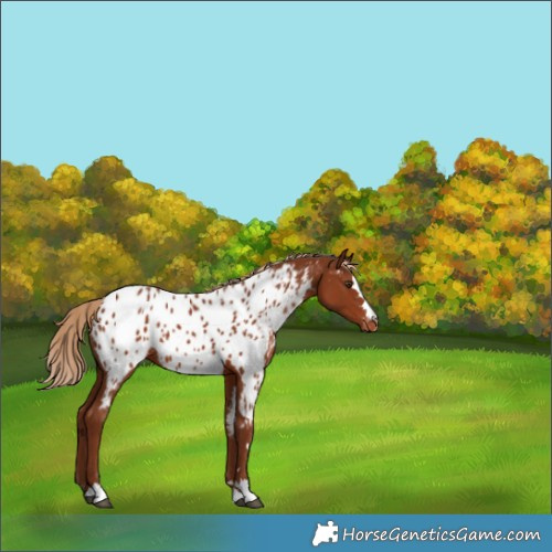 Horse Color:Chestnut Appaloosa 