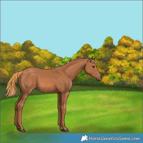 Horse Color:Chestnut 