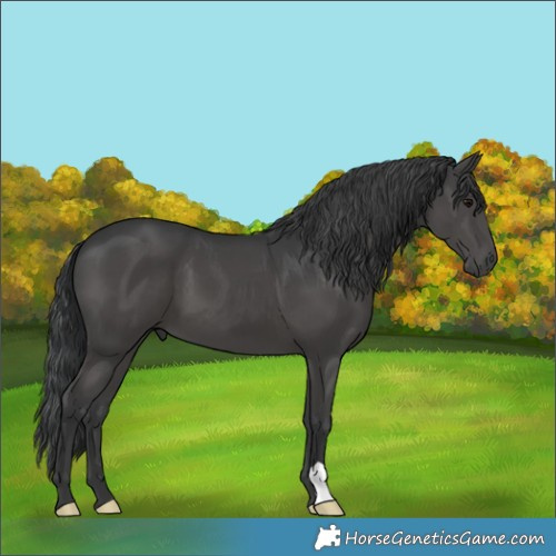 Horse Color:Black 